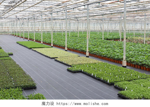 荷兰温室栽培的室内植物种植